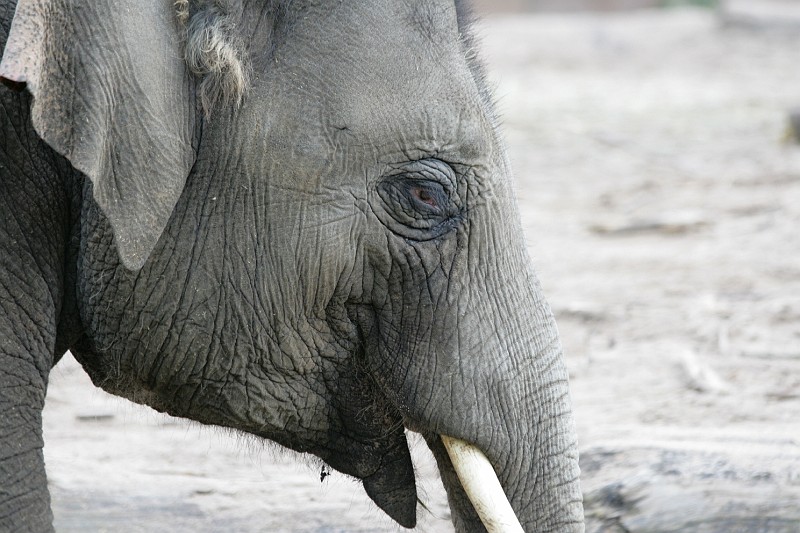 Fotoclubje Blijdorp 2008-30.jpg